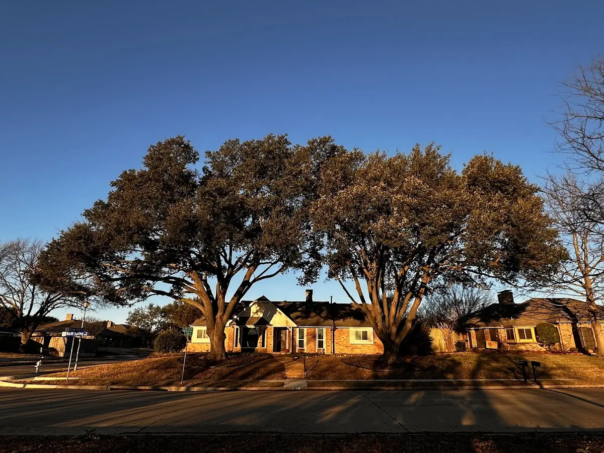 Established residential canopy tree shading a home in Phenix City